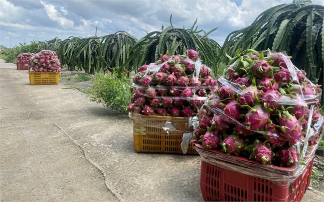 Bà Rịa- Vũng Tàu ổn định vùng trồng cây ăn trái để tránh nông sản mất giá (14/7/2023)